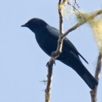 Black-bellied Cuckooshrike